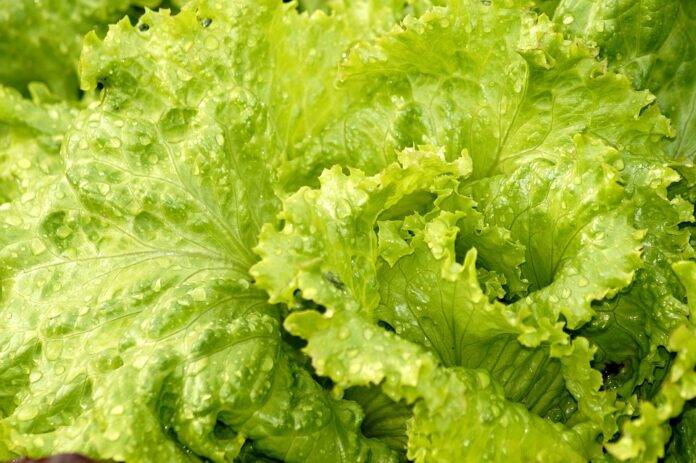 The top 10 lettuce exporting companies in France