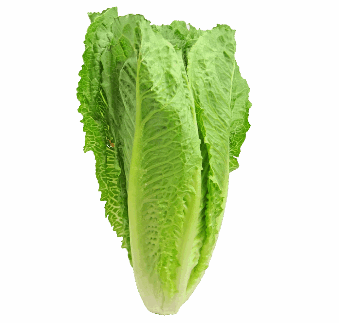 The top 10 lettuce exporting companies in Mexico