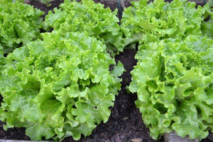 The top 10 lettuce exporting companies in Poland
