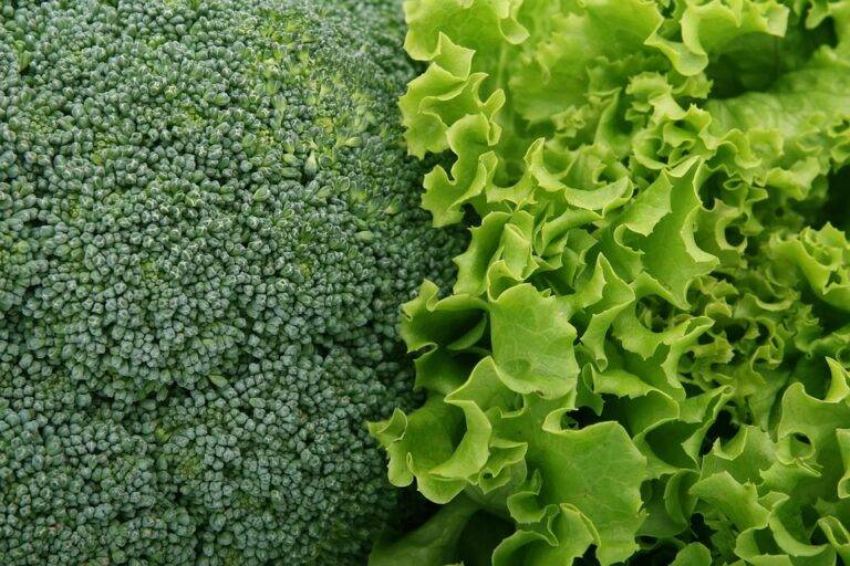 The top 10 lettuce importing companies in Germany The top 10 lettuce importing companies in Germany