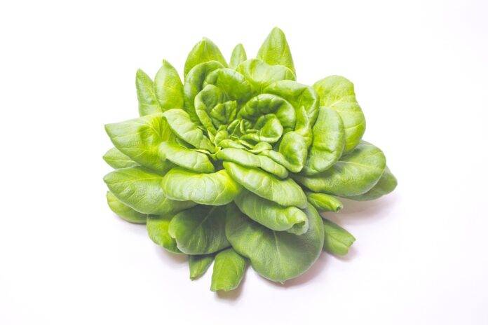 The top 10 lettuce importing countries in Asia