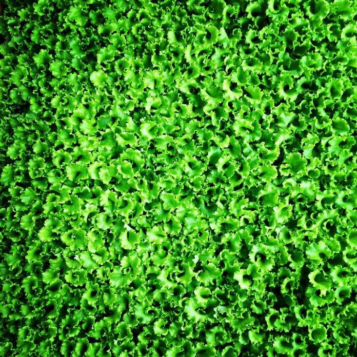 The top 10 lettuce importing countries in the world