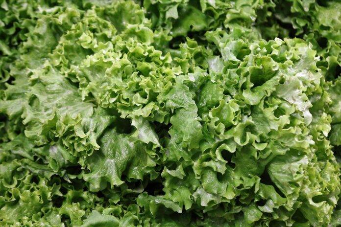 The top 10 lettuce snack and meal kit brands