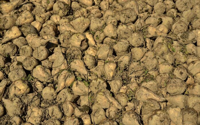 The top 10 major destinations for global turnip exports