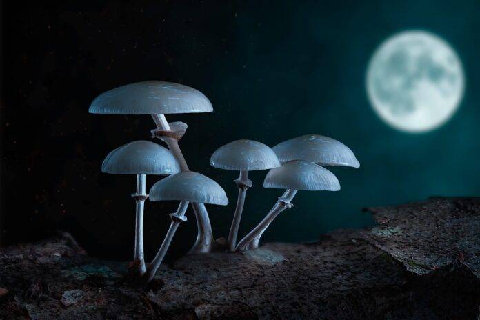 The top 10 most dependent countries on mushroom imports