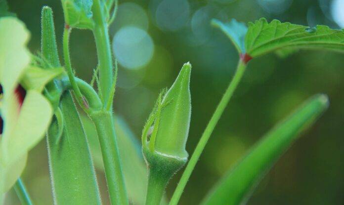 The top 10 most reliable okra exporting nations