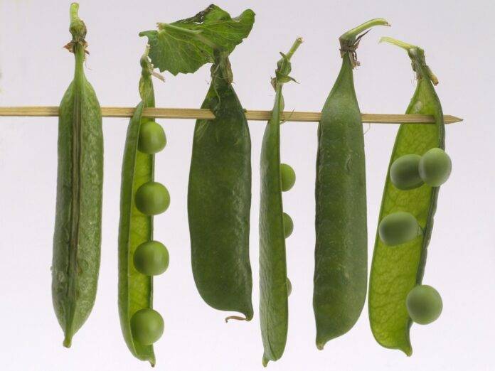 The top 10 most reliable pea exporting nations