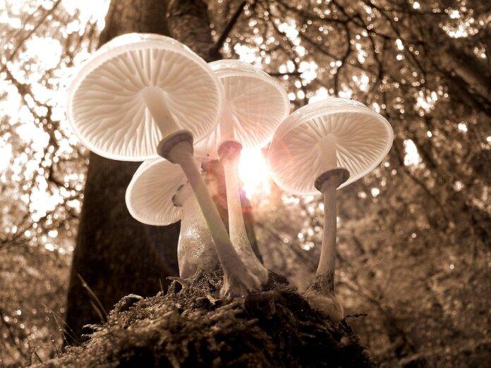 The top 10 mushroom brands and processors in the United States