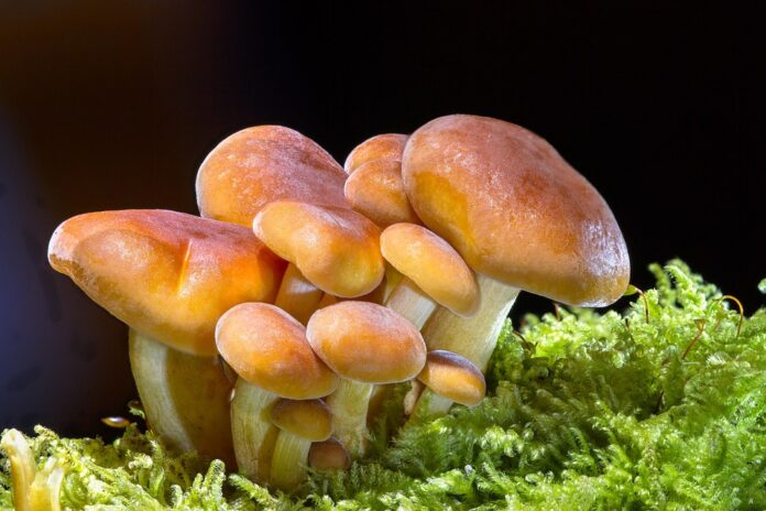 The top 10 mushroom exporting countries in Europe