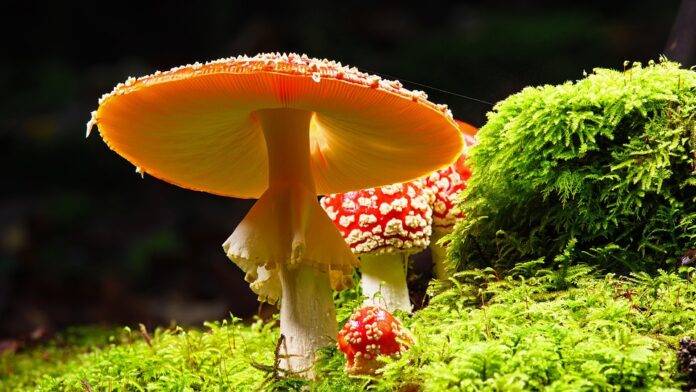 The top 10 mushroom importing companies in the United Arab Emirates