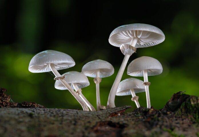 The top 10 mushroom importing countries in the Middle East