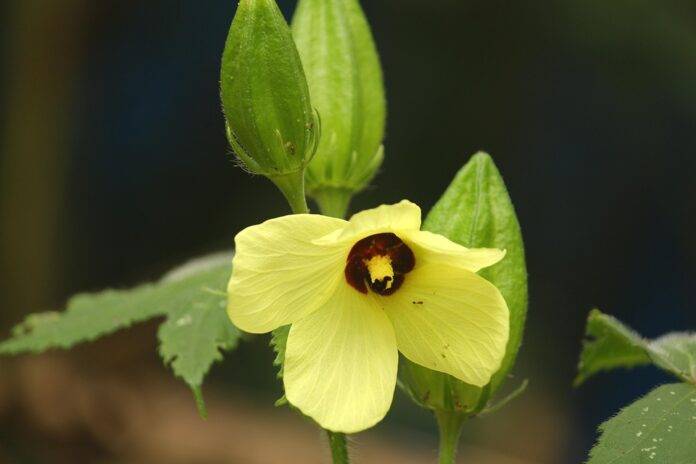 The top 10 okra importing companies in Japan