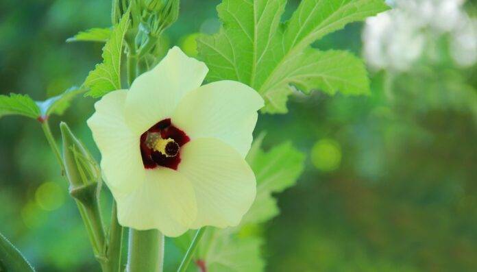 The top 10 okra importing countries in Europe