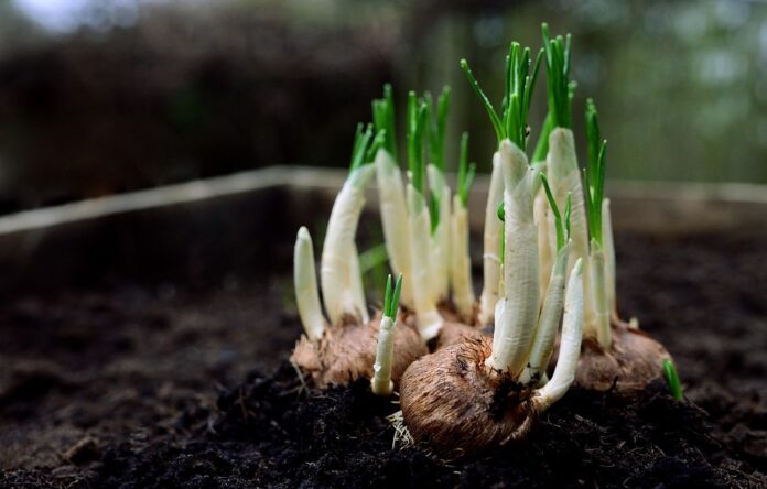 The top 10 onion brands and processors in India