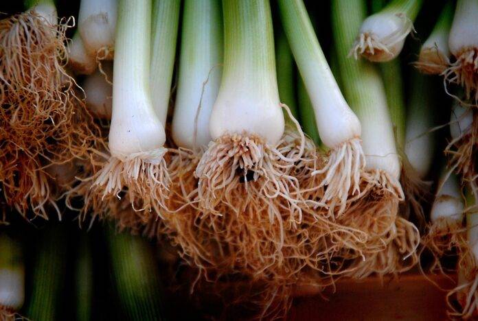 The top 10 onion growing regions in New Zealand