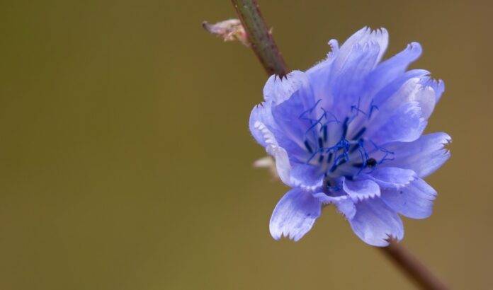The top 10 organic chicory brands worldwide