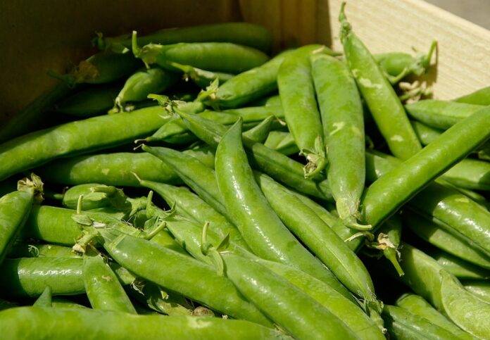 The top 10 pea exporting companies in Ukraine