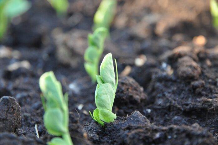 The top 10 pea exporting countries in Europe