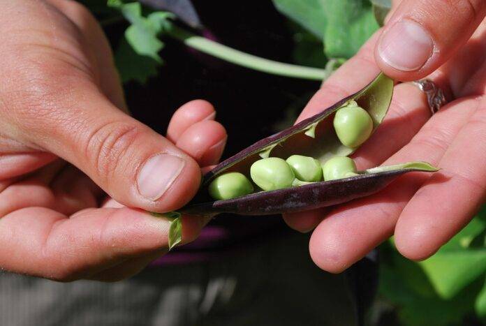 The top 10 pea importing companies in the United Kingdom