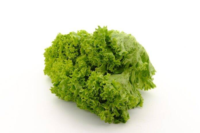 The top 10 processed and packaged lettuce exporting countries