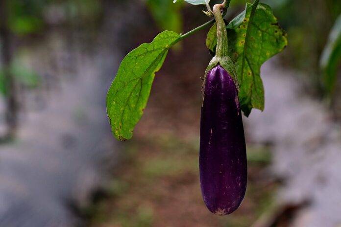The top 10 processed and pickled eggplant brands globally
