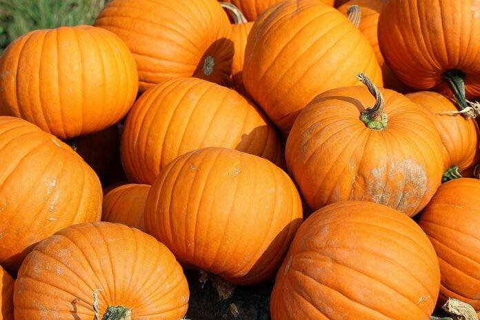 The top 10 pumpkin based food product brands globally