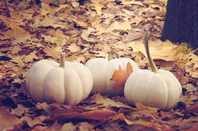 The top 10 pumpkin brands and processors in the United States The top 10 pumpkin brands and processors in the United States
