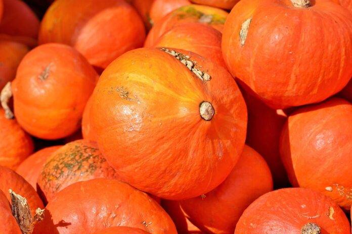The top 10 pumpkin importing companies in Germany