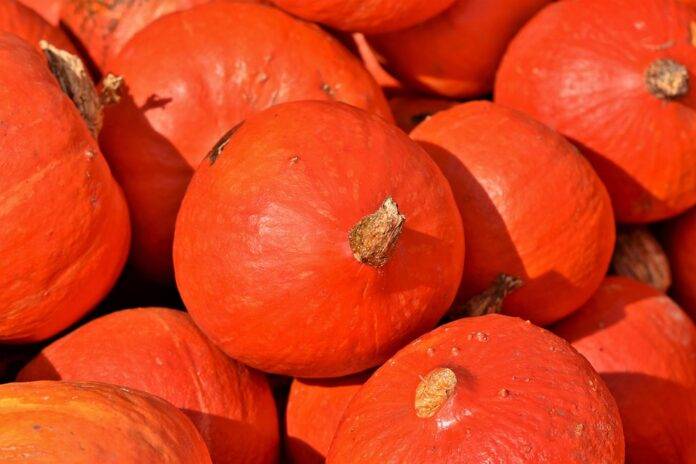 The top 10 pumpkin importing companies in Singapore