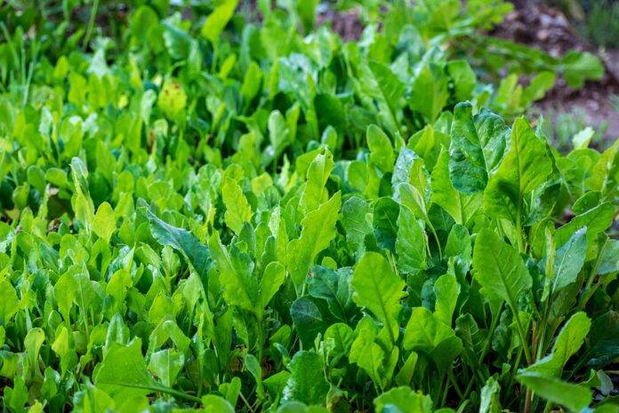The top 10 spinach exporting companies in Belgium