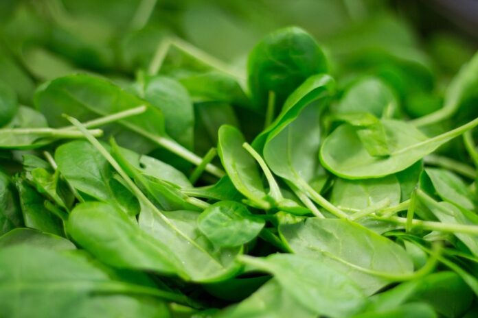 The top 10 spinach exporting countries in the world