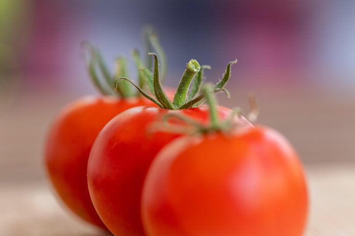 The top 10 tomato growing regions in Egypt
