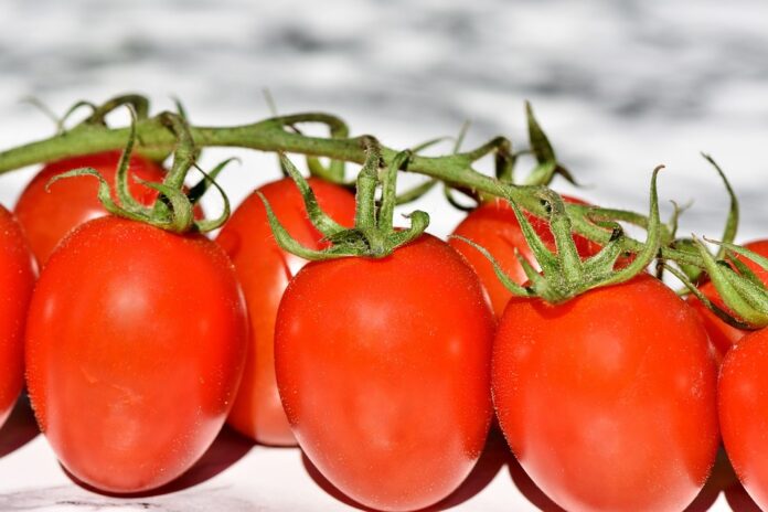 The top 10 tomato producing companies in India