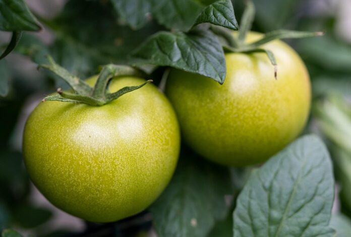The top 10 tomato producing companies in the world