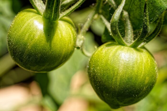 The top 10 tomato producing states in the United States