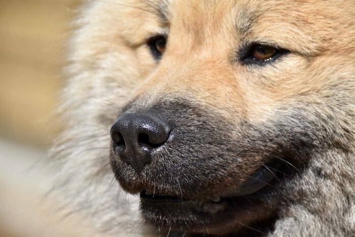 The top 10 truffle brands in Hungary