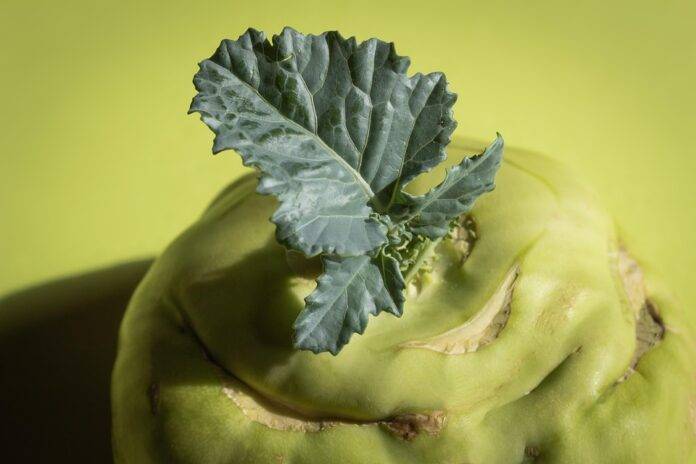 The top 10 turnip brands in Poland