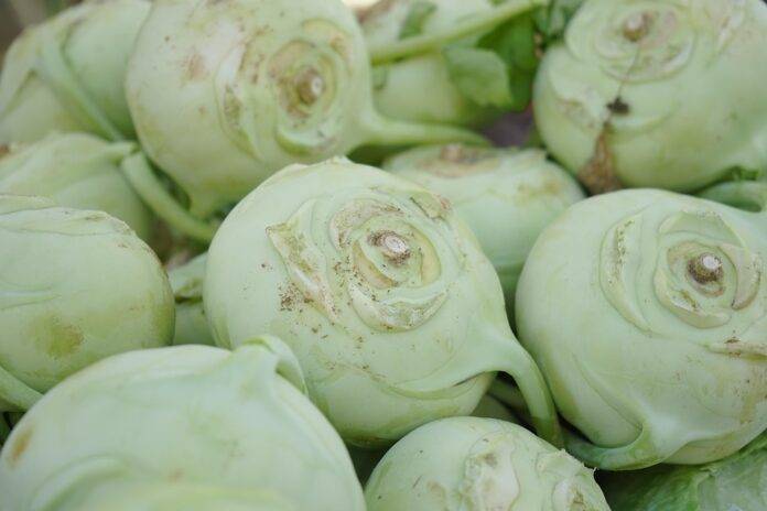 The top 10 turnip exporting companies in Germany
