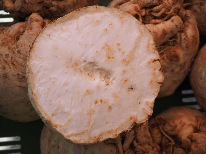 The top 10 turnip exporting companies in the United States