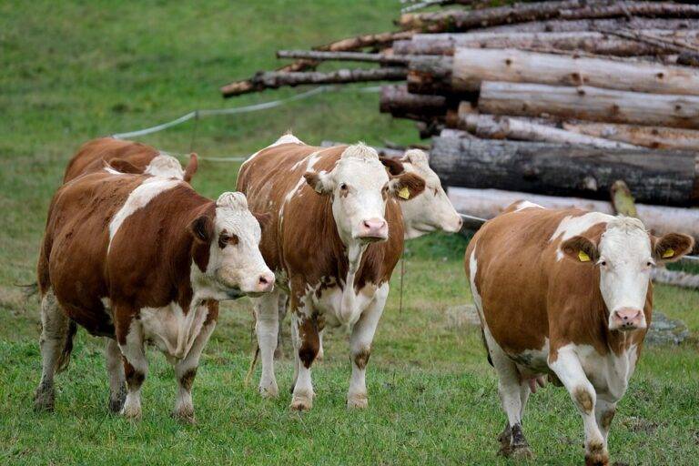 Top 10 Dairy Brands in Germany Focused on Organic and Specialty Products Top 10 Dairy Brands in Germany Focused on Organic and Specialty Products