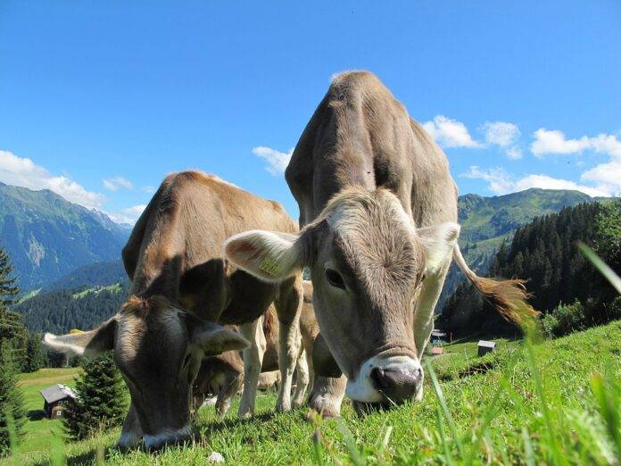 Top 10 Dairy Brands in the United States by Market Share and Trust