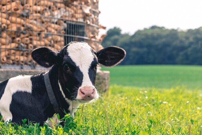 Top 10 Dairy Import Companies in Egypt Meeting Growing Population Needs
