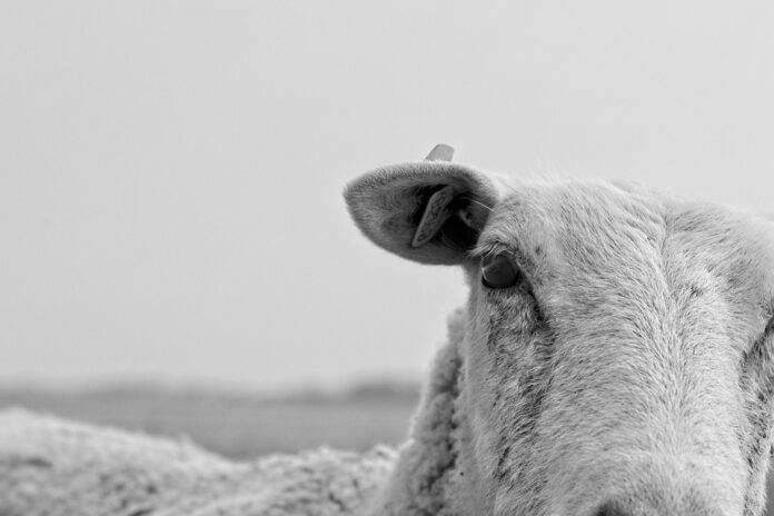 Top 10 Most Popular Sheep Cheese Varieties by Region