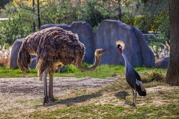 Top 10 Ostrich Importers in Japan