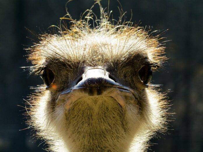 Top 10 Ostrich Importers in Switzerland