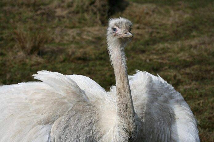 Top 10 Ostrich Importers in the United Arab Emirates