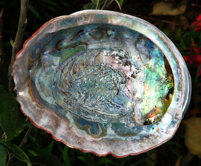 Top 10 abalone export companies in Mexico