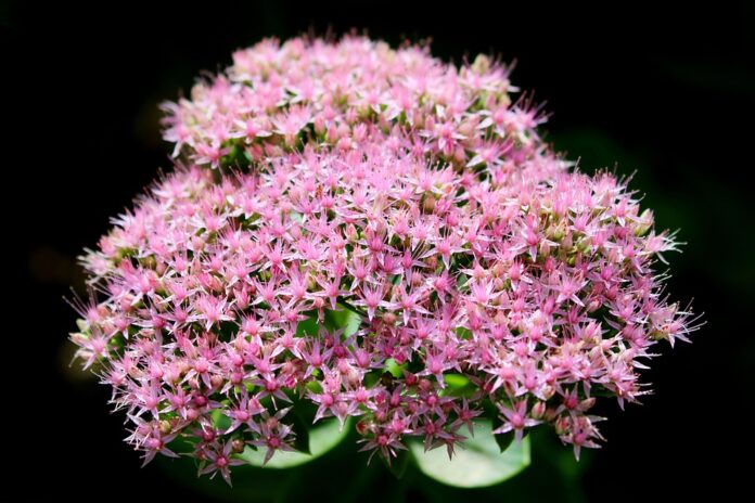 Top 10 amaranth brands in India