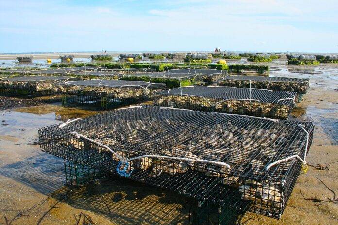 Top 10 aquaculture brands in Vietnam
