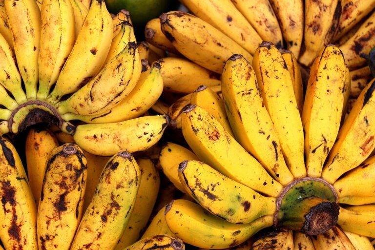 Top 10 banana brands in Ecuador recognized for quality and certification Top 10 banana brands in Ecuador recognized for quality and certification